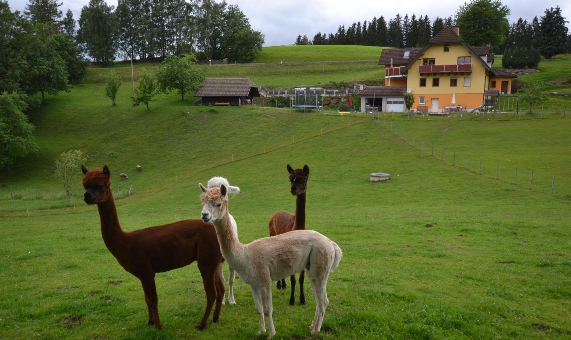 Biohof Kroisleitner Sankt Jakob im Walde Exteriör bild
